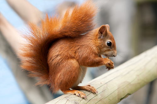 red squirrel